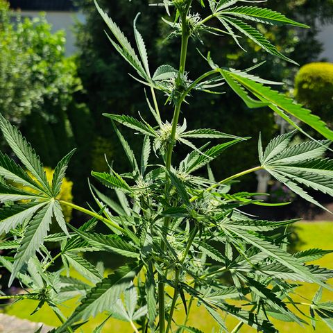 Gelato OG Auto #1 growlog timeline photo