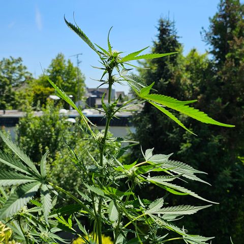 Gelato OG Auto #1 growlog timeline photo