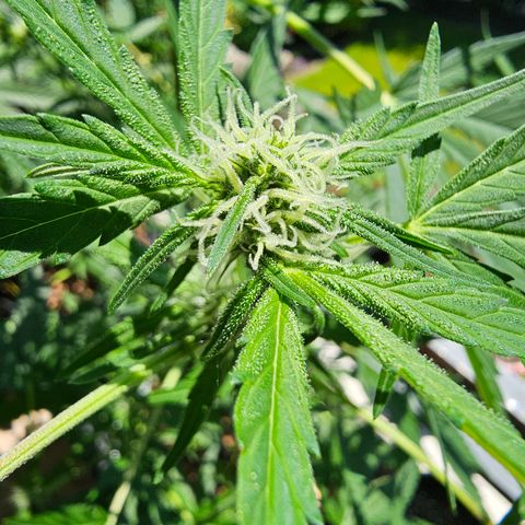 Gelato OG Auto #1 growlog timeline photo