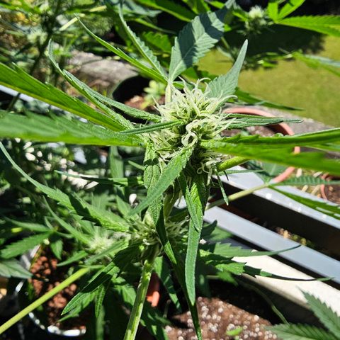 Gelato OG Auto #1 growlog timeline photo