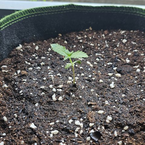 Amnesia Haze Auto #2 growlog timeline photo