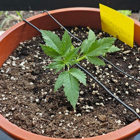 Lemon Auto #5 growlog timeline photo
