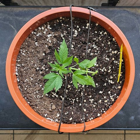 Lemon Auto #5 growlog timeline photo