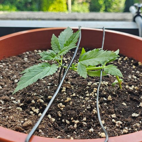 Lemon Auto #5 growlog timeline photo