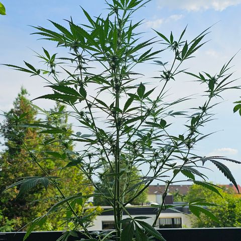 Gelato OG Auto #1 growlog timeline photo