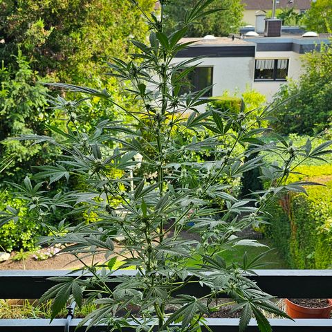 Gelato OG Auto #1 growlog timeline photo