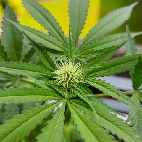 Bag Seed #1 growlog timeline photo