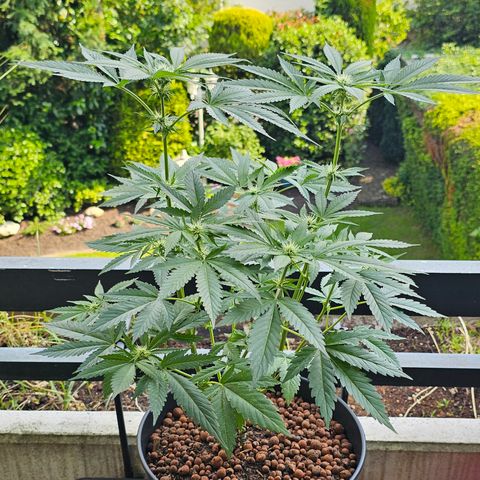 Bag Seed #1 growlog timeline photo