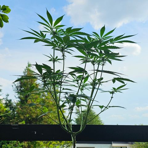 Bag Seed #1 growlog timeline photo