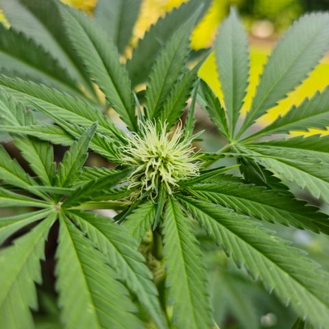 Bag Seed #1 growlog timeline photo