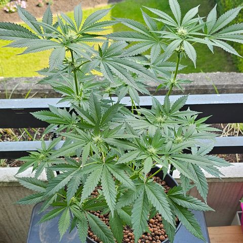 Bag Seed #1 growlog timeline photo