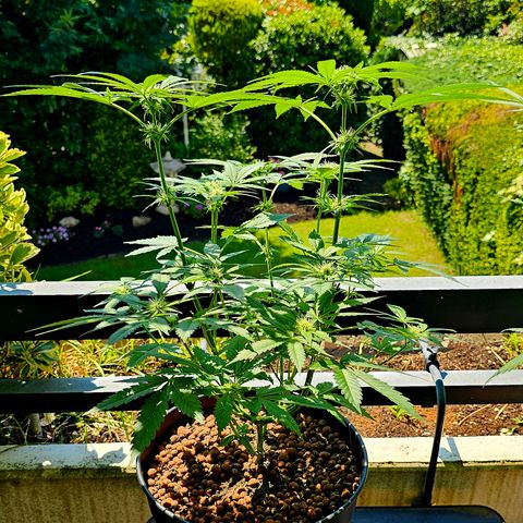Bag Seed #1 growlog timeline photo