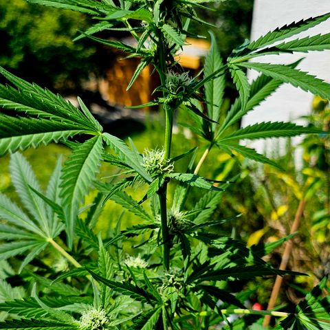 Gelato OG Auto #1 growlog timeline photo