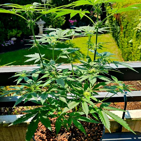 Bag Seed #1 growlog timeline photo