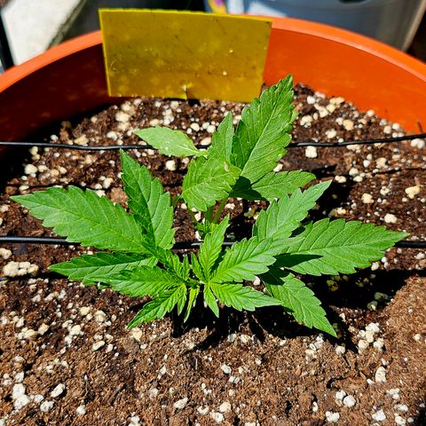 Lemon Auto #5 growlog timeline photo