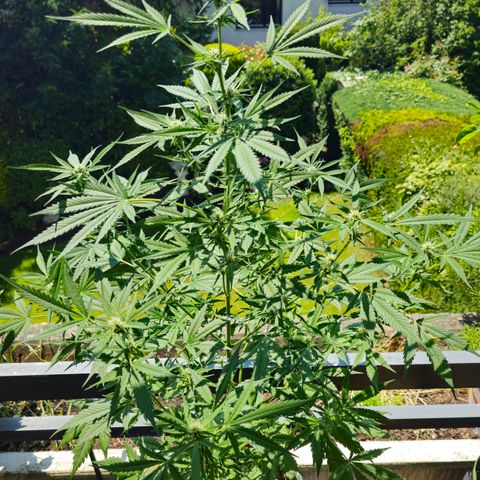 Gelato OG Auto #1 growlog timeline photo