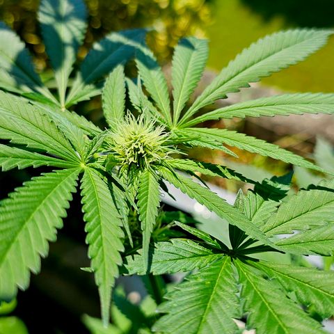 Bag Seed #1 growlog timeline photo