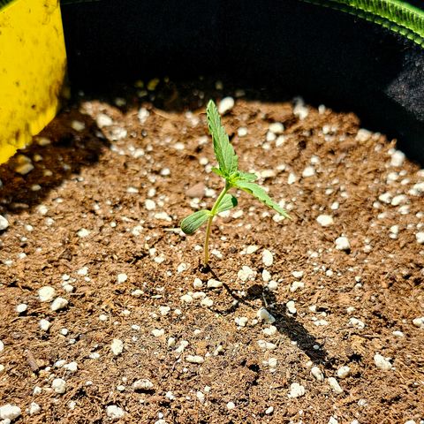 Amnesia Haze Auto #2 growlog timeline photo