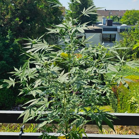 Gelato OG Auto #1 growlog timeline photo