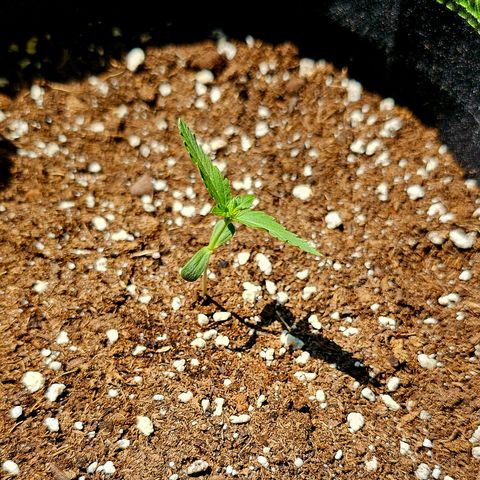 Amnesia Haze Auto #2 growlog timeline photo