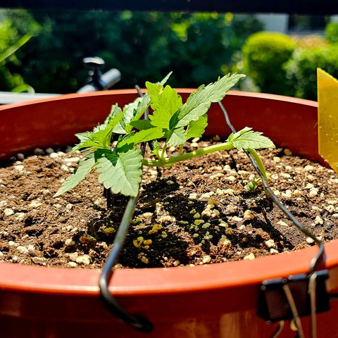 Lemon Auto #5 growlog timeline photo
