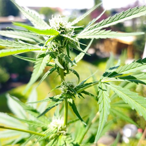 Gelato OG Auto #1 growlog timeline photo