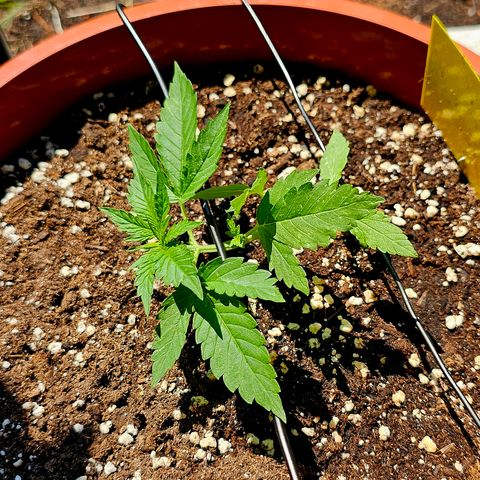 Lemon Auto #5 growlog timeline photo