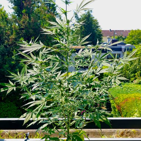 Gelato OG Auto #1 growlog timeline photo