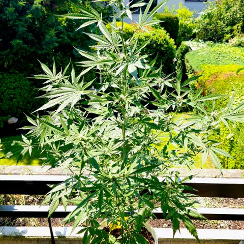 Gelato OG Auto #1 growlog timeline photo