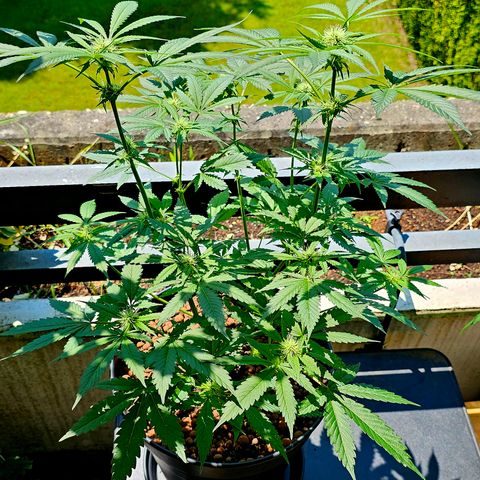 Bag Seed #1 growlog timeline photo