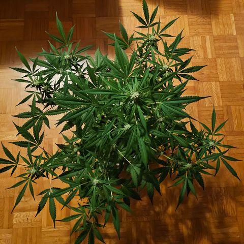 Gelato OG Auto #1 growlog timeline photo