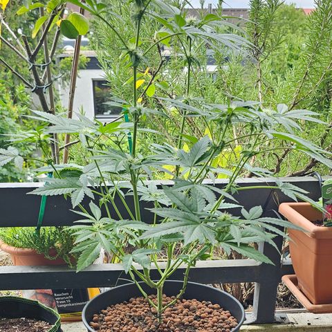 Bag Seed #1 growlog timeline photo