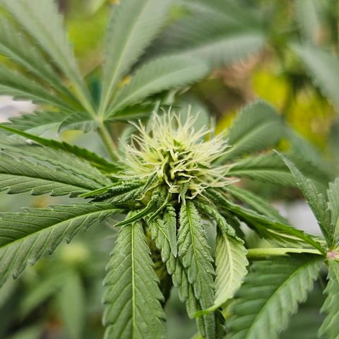 Bag Seed #1 growlog timeline photo