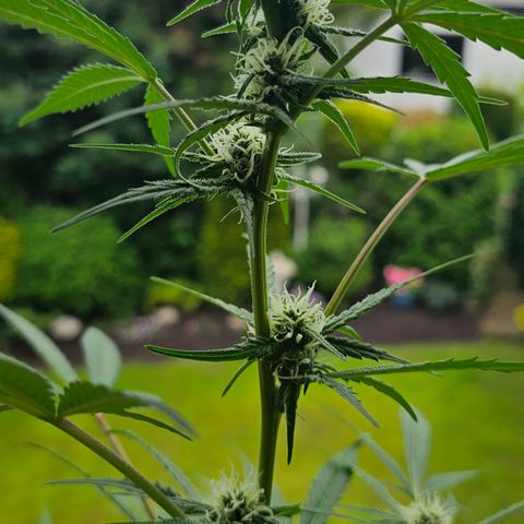 Gelato OG Auto #1 growlog timeline photo
