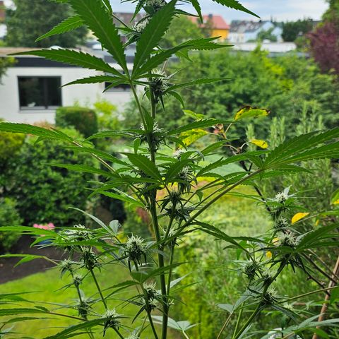Gelato OG Auto #1 growlog timeline photo