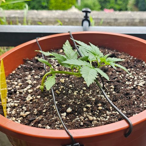 Lemon Auto #5 growlog timeline photo