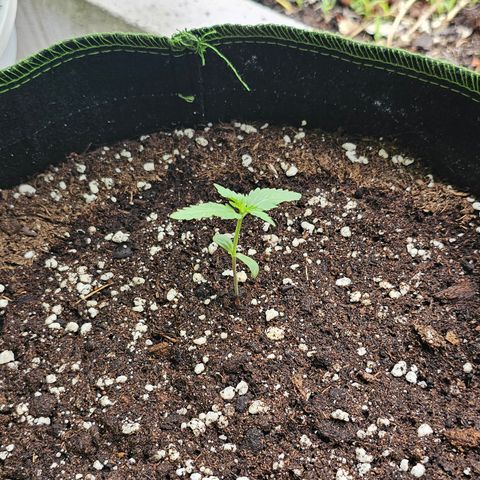 Amnesia Haze Auto #2 growlog timeline photo