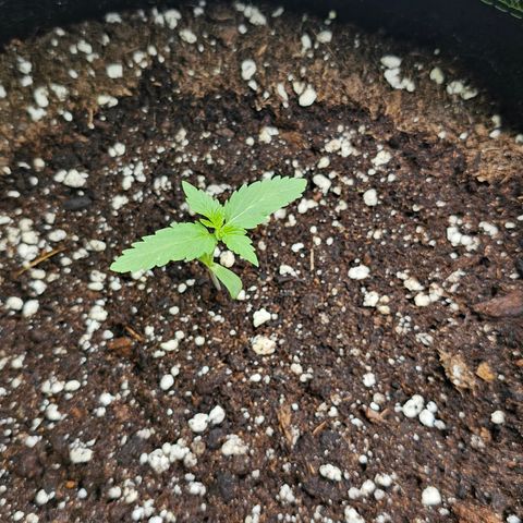 Amnesia Haze Auto #2 growlog timeline photo