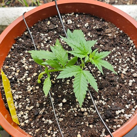 Lemon Auto #5 growlog timeline photo