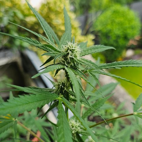 Gelato OG Auto #1 growlog timeline photo