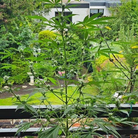 Gelato OG Auto #1 growlog timeline photo