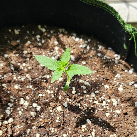 Amnesia Haze Auto #2 growlog timeline photo