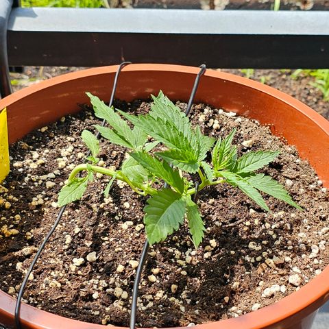 Lemon Auto #5 growlog timeline photo