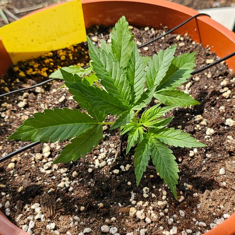 Lemon Auto #5 growlog timeline photo