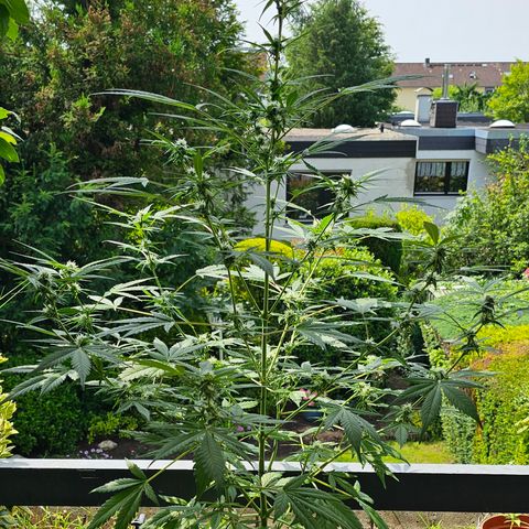 Gelato OG Auto #1 growlog timeline photo
