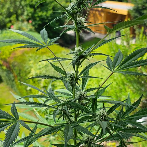 Gelato OG Auto #1 growlog timeline photo