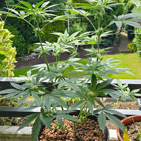 Bag Seed #1 growlog timeline photo