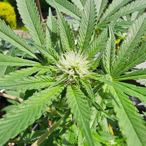 Bag Seed #1 growlog timeline photo
