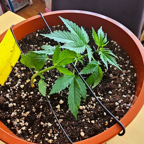 Lemon Auto #5 growlog timeline photo