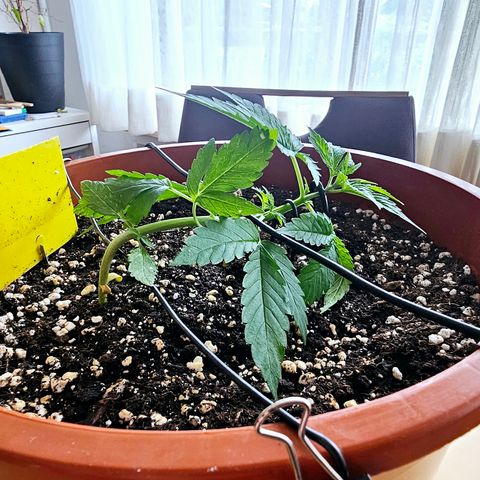 Lemon Auto #5 growlog timeline photo